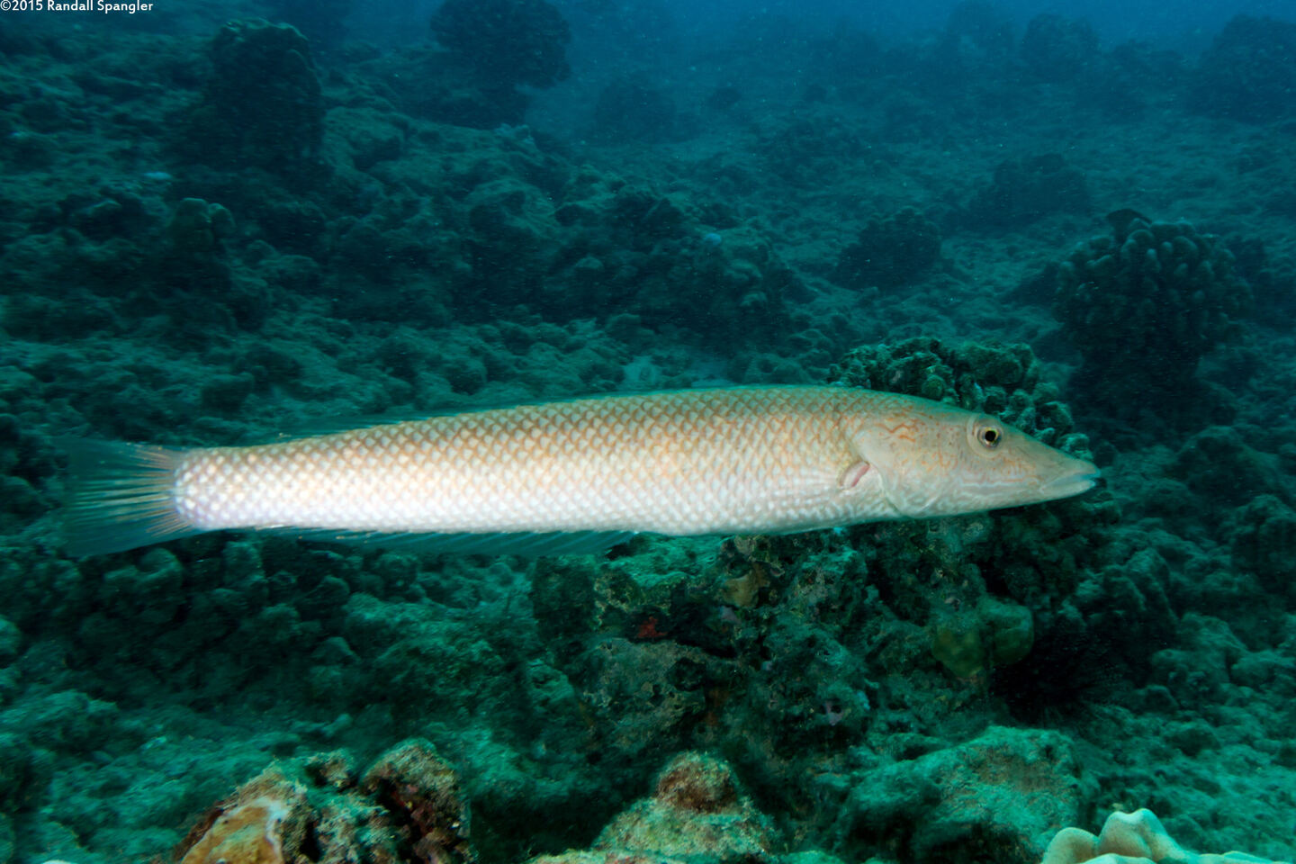 Cheilio inermis (Cigar Wrasse)