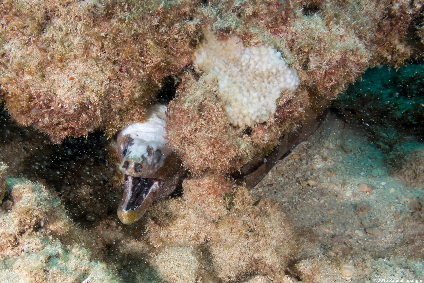 Gymnothorax rueppelliae (Yellowhead Moray)