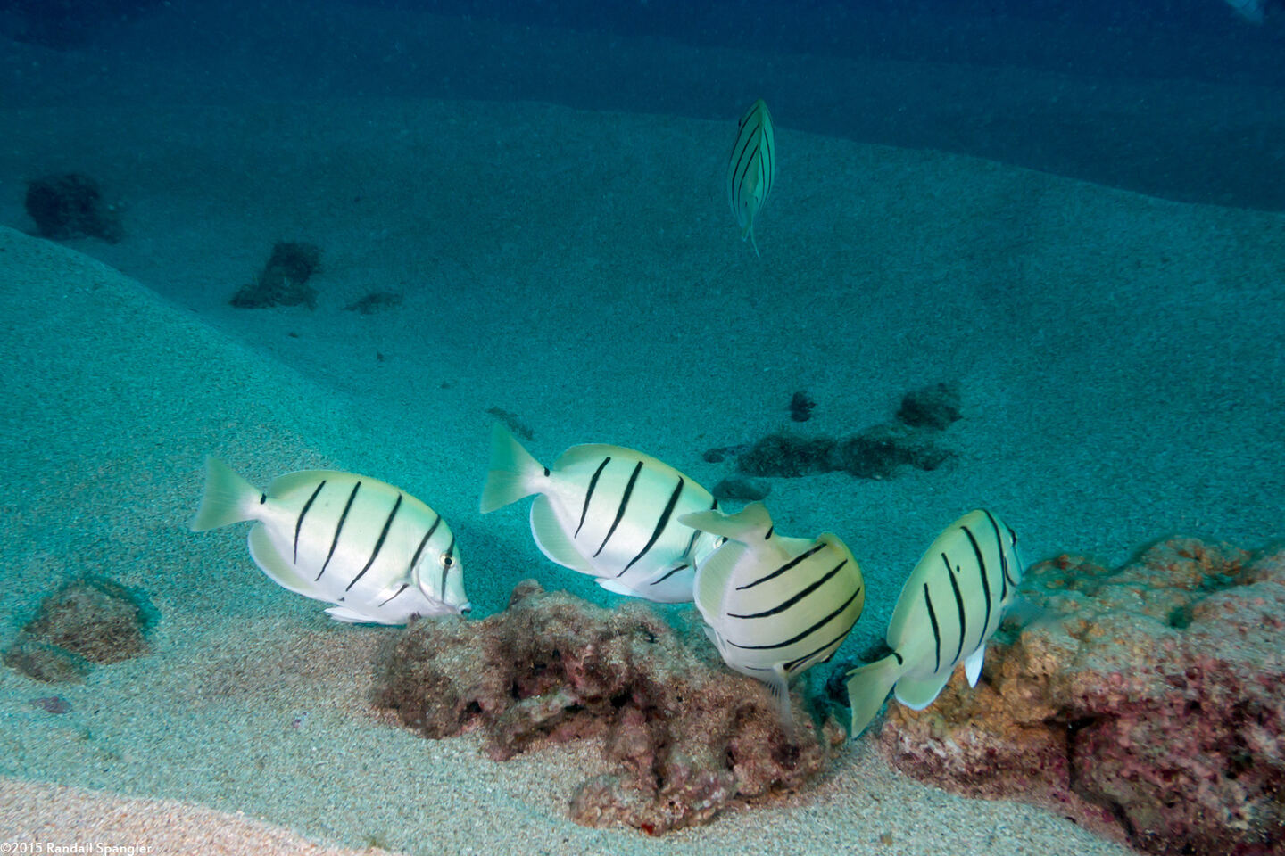 Acanthurus triostegus (Convict Tang)