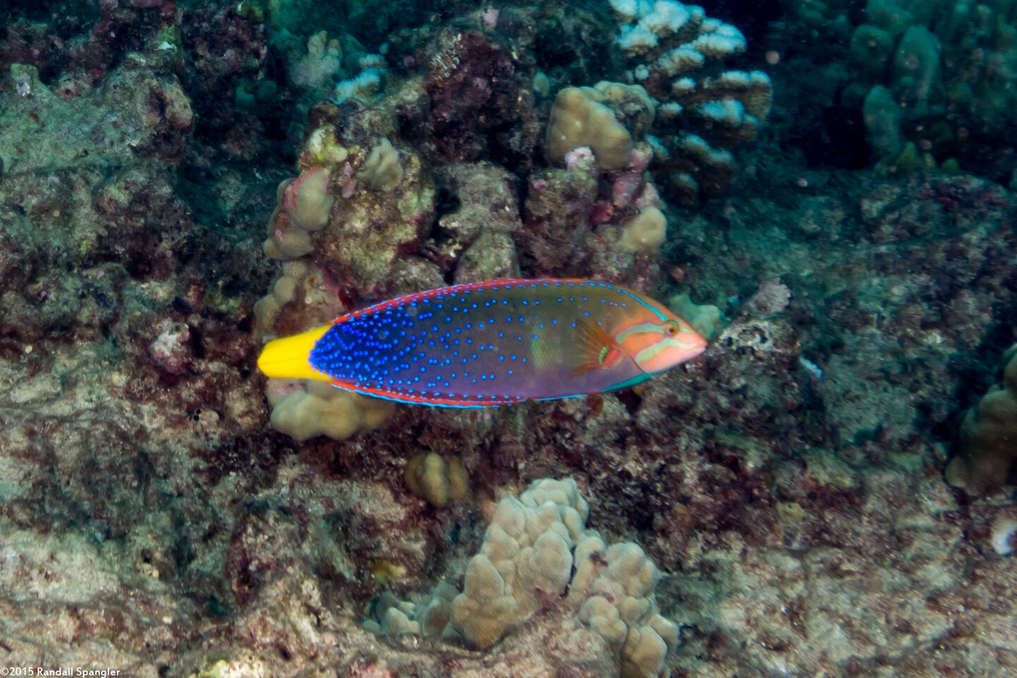 Coris gaimard (Yellowtail Coris)
