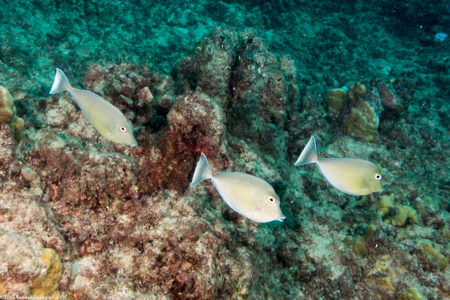 Naso unicornis (Bluespine Unicornfish)