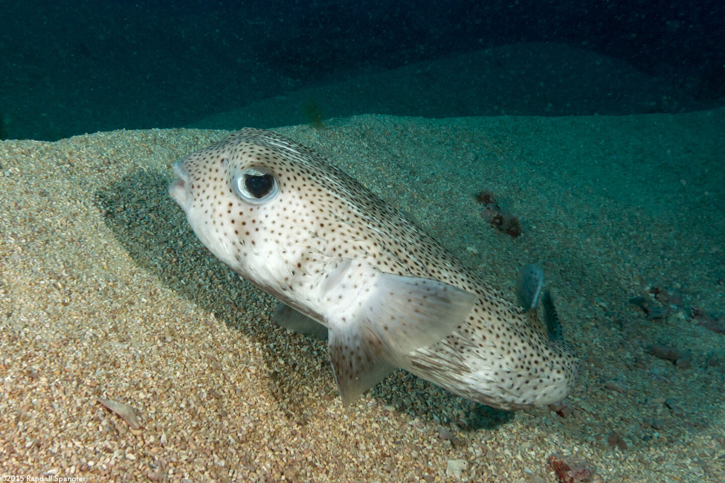 Diodon hystrix (Porcupinefish)