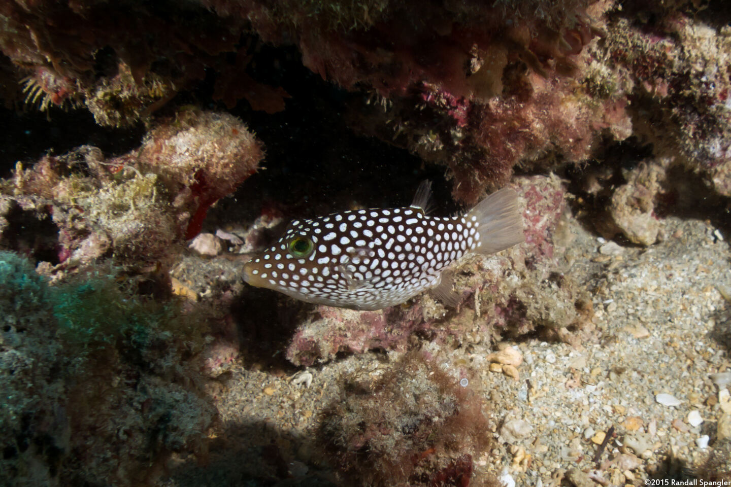 Canthigaster jactator (Hawaiian Whitespotted Toby)