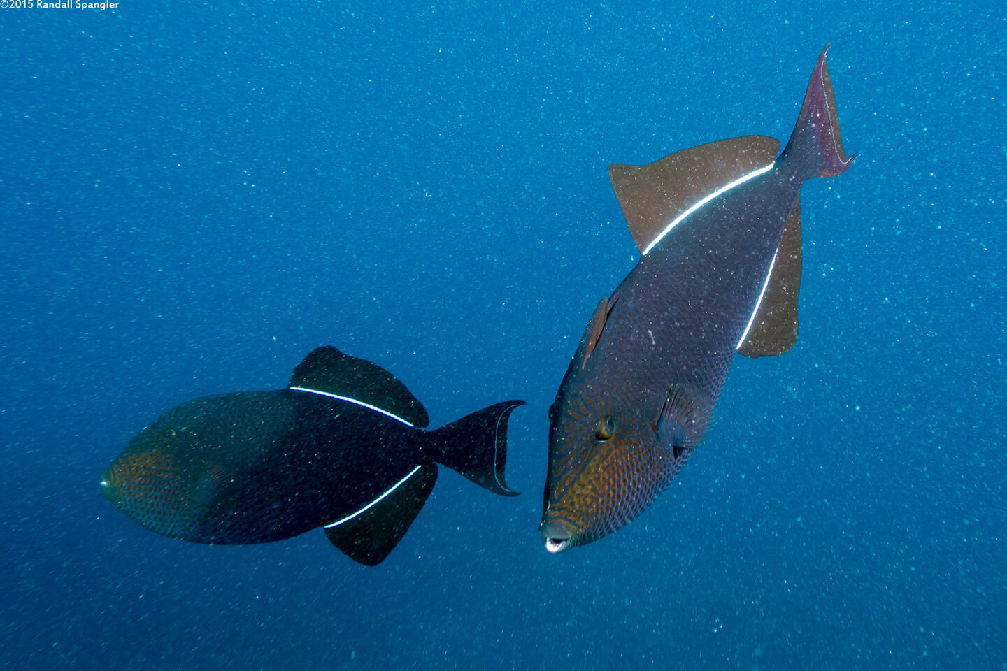 Melichthys niger (Black Triggerfish)