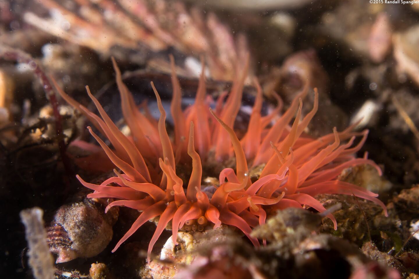 Anthopleura artemisia (Moonglow Anemone)