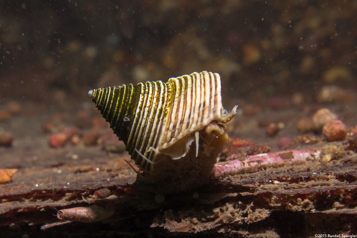 Calliostoma canaliculatum (Channeled Top Snail)