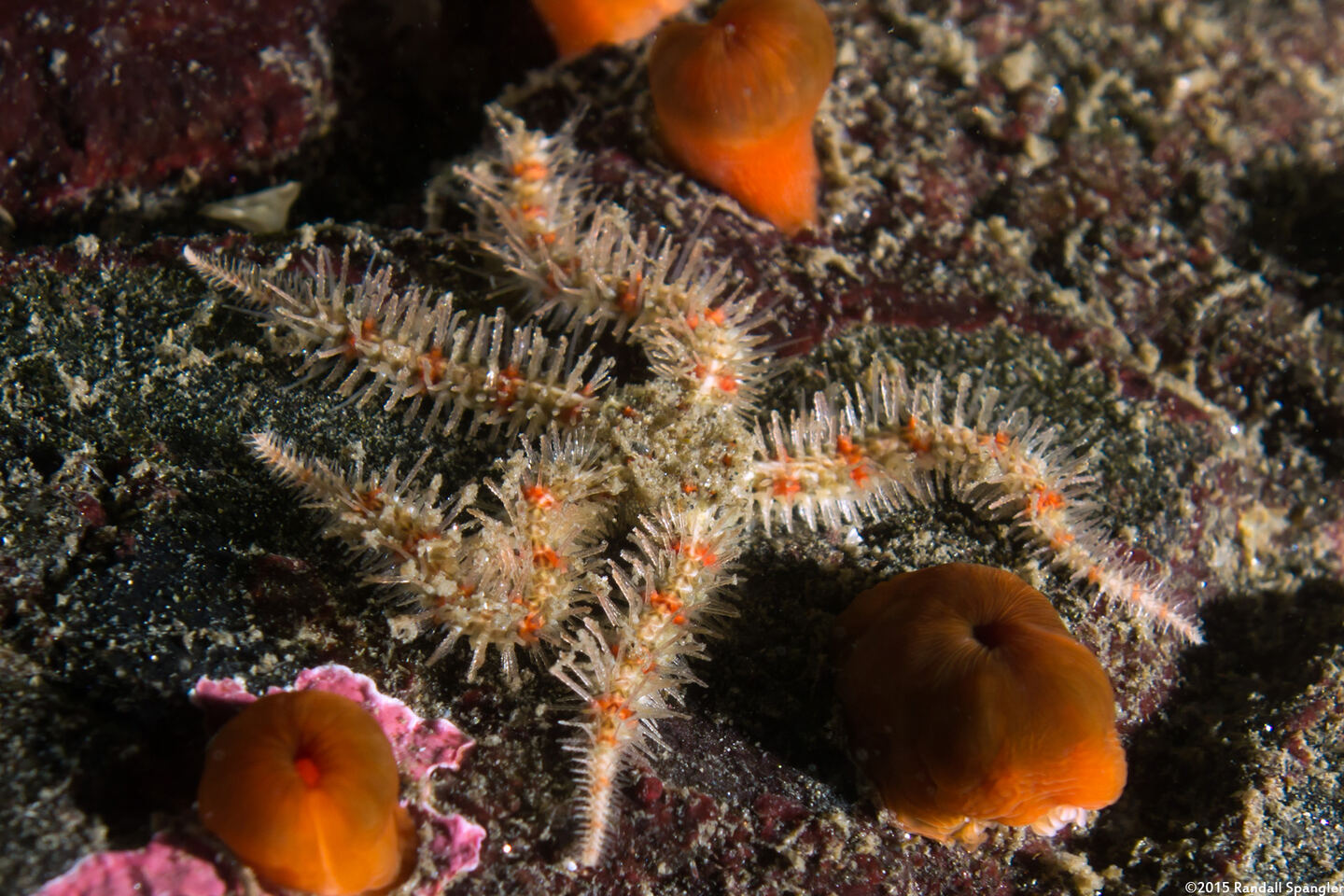Ophiothrix spiculata (Spiny Brittle Star)