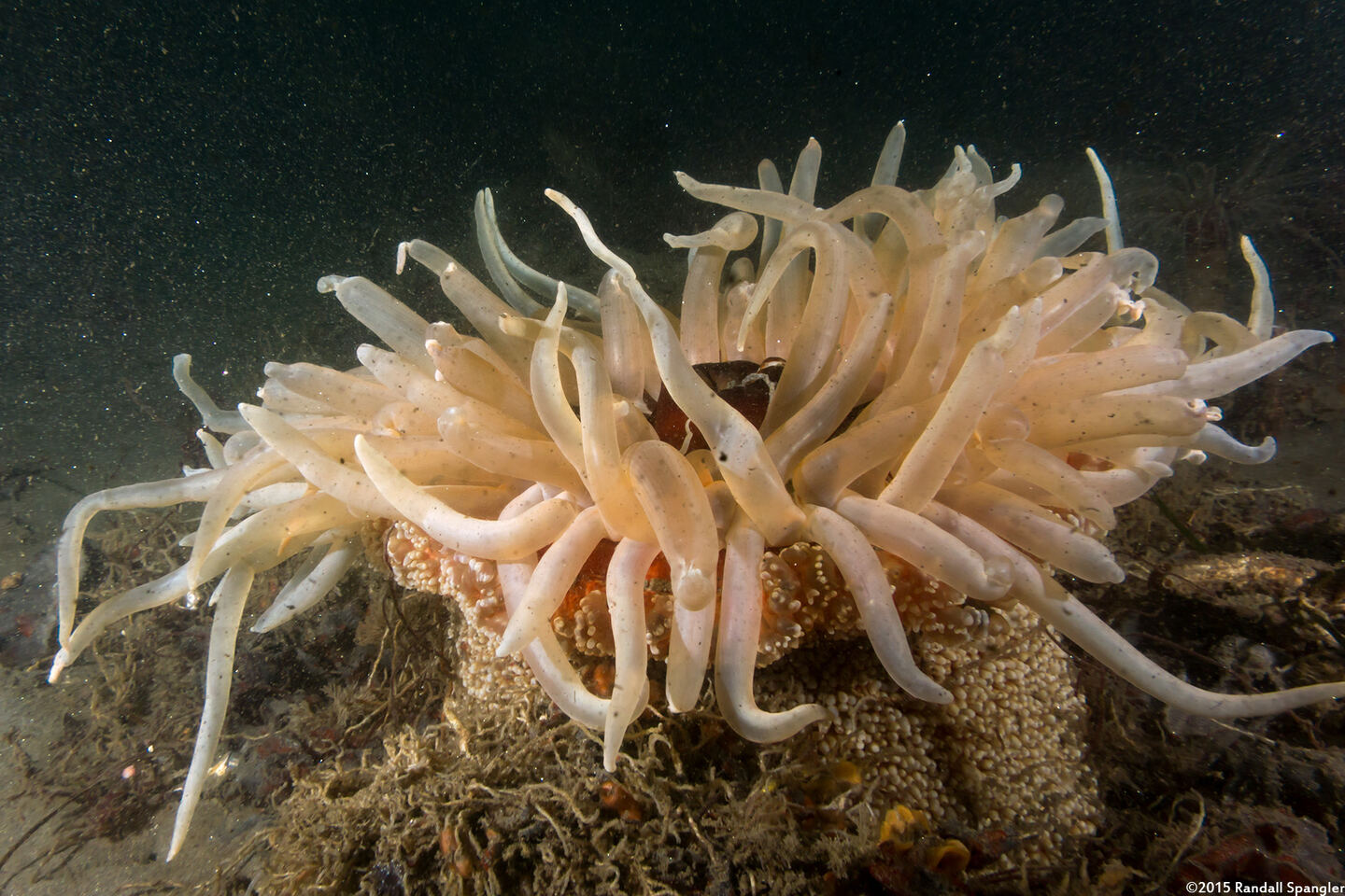 Urticina columbiana (Sand-Rose Anemone)