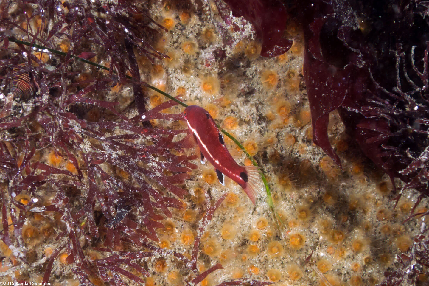 Semicossyphus pulcher (California Sheephead)