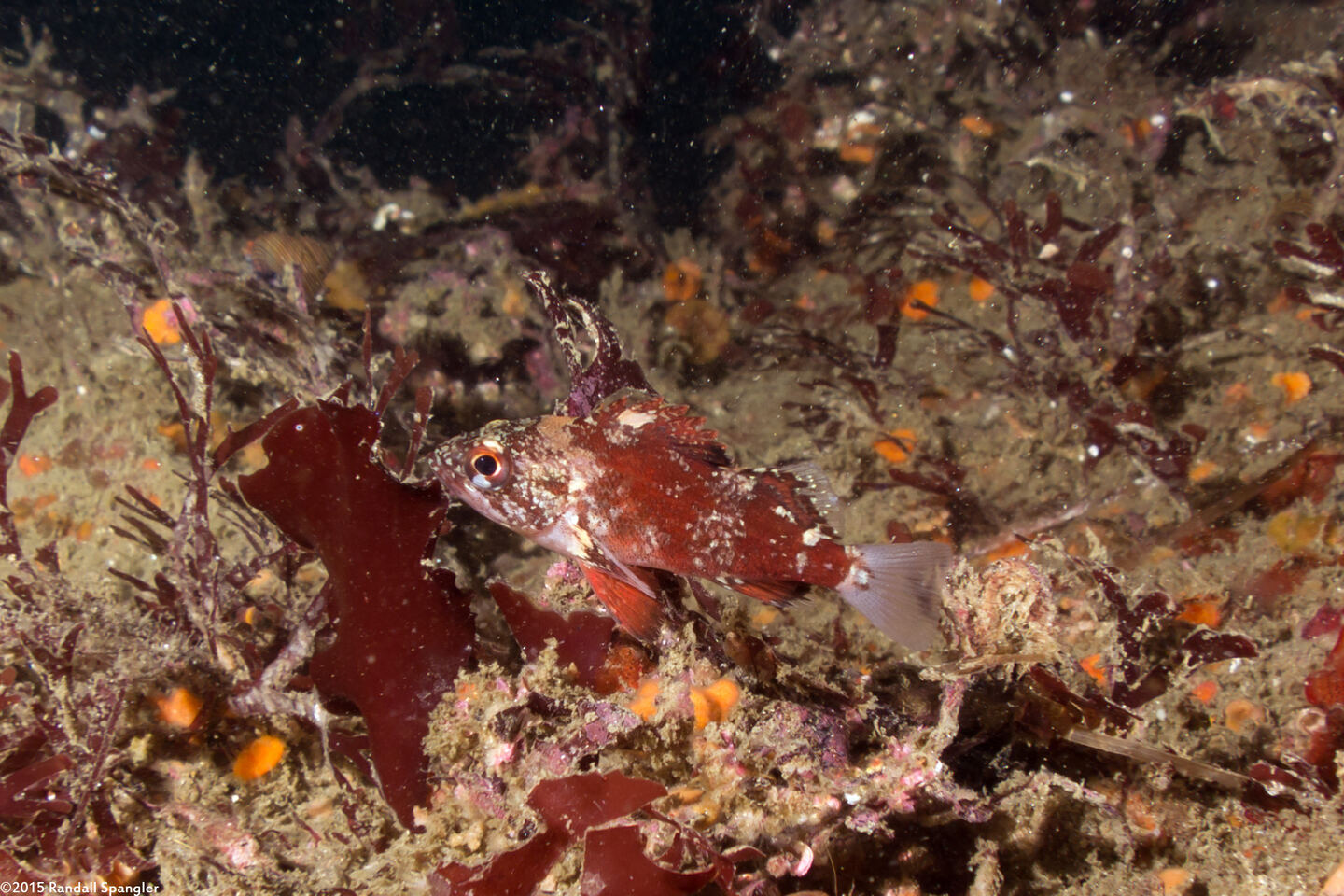 Sebastes miniatus (Vermilion Rockfish)