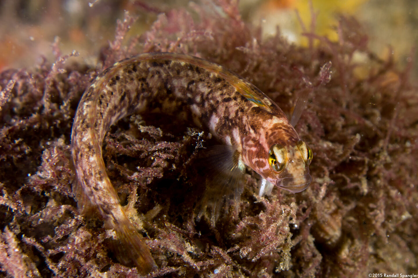 Rathbunella alleni (Stripefin Ronquil)