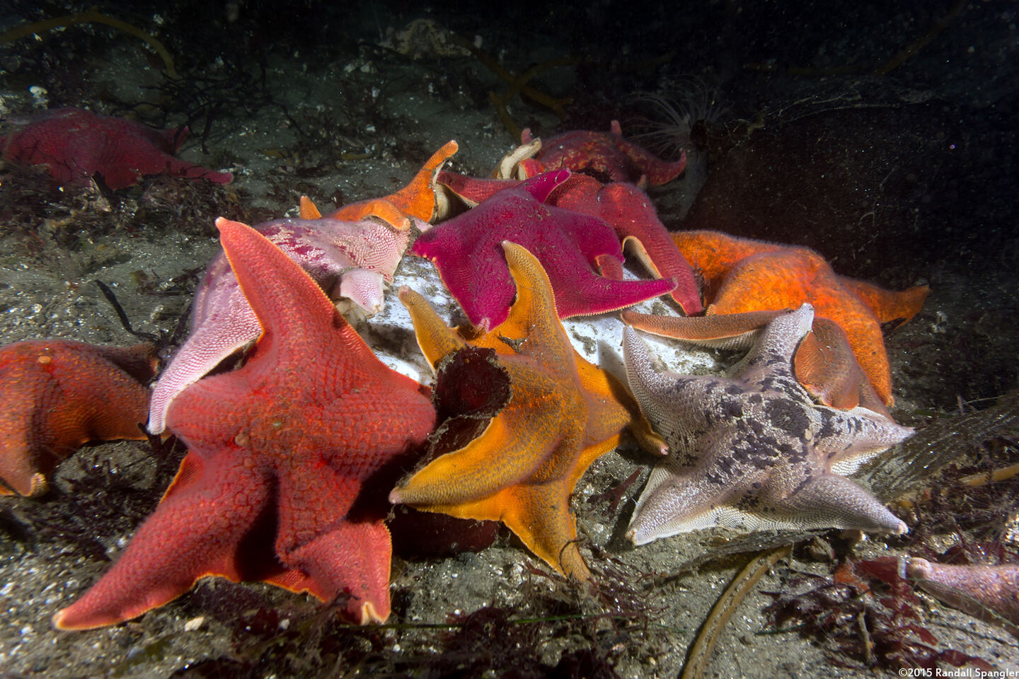 Patiria miniata (Bat Star)