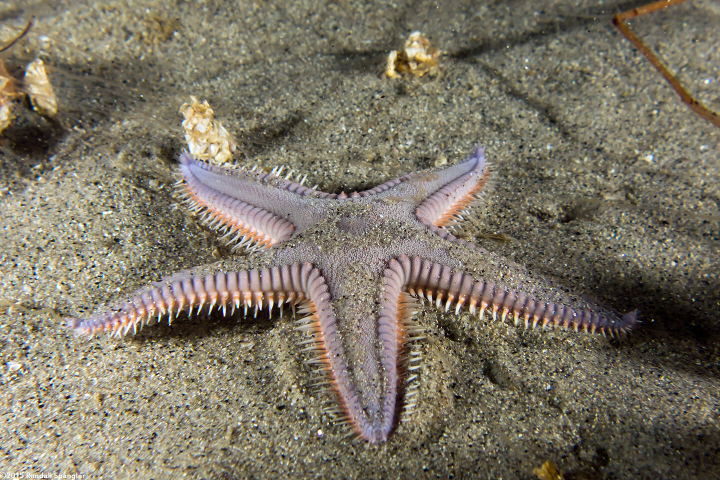 Astropecten armatus (Spiny Sand Star)