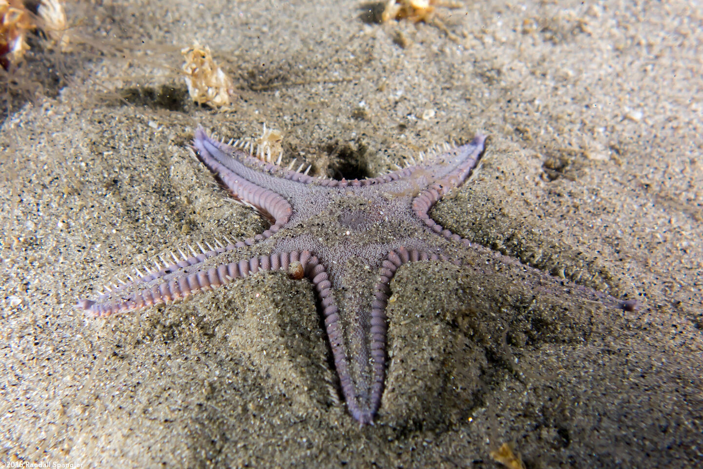 Astropecten armatus (Spiny Sand Star)
