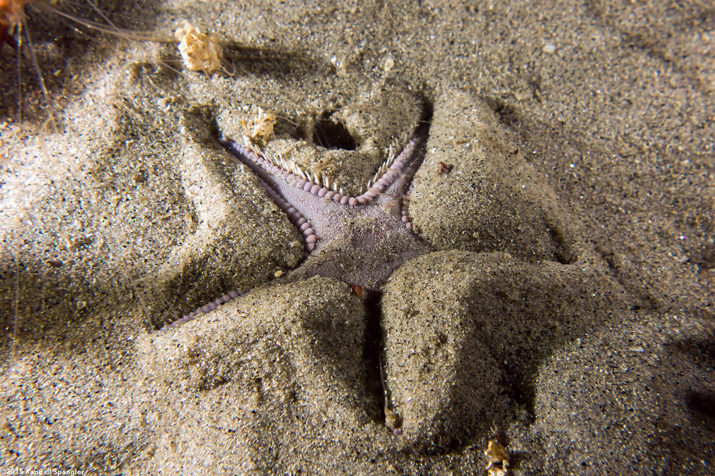 Astropecten armatus (Spiny Sand Star)