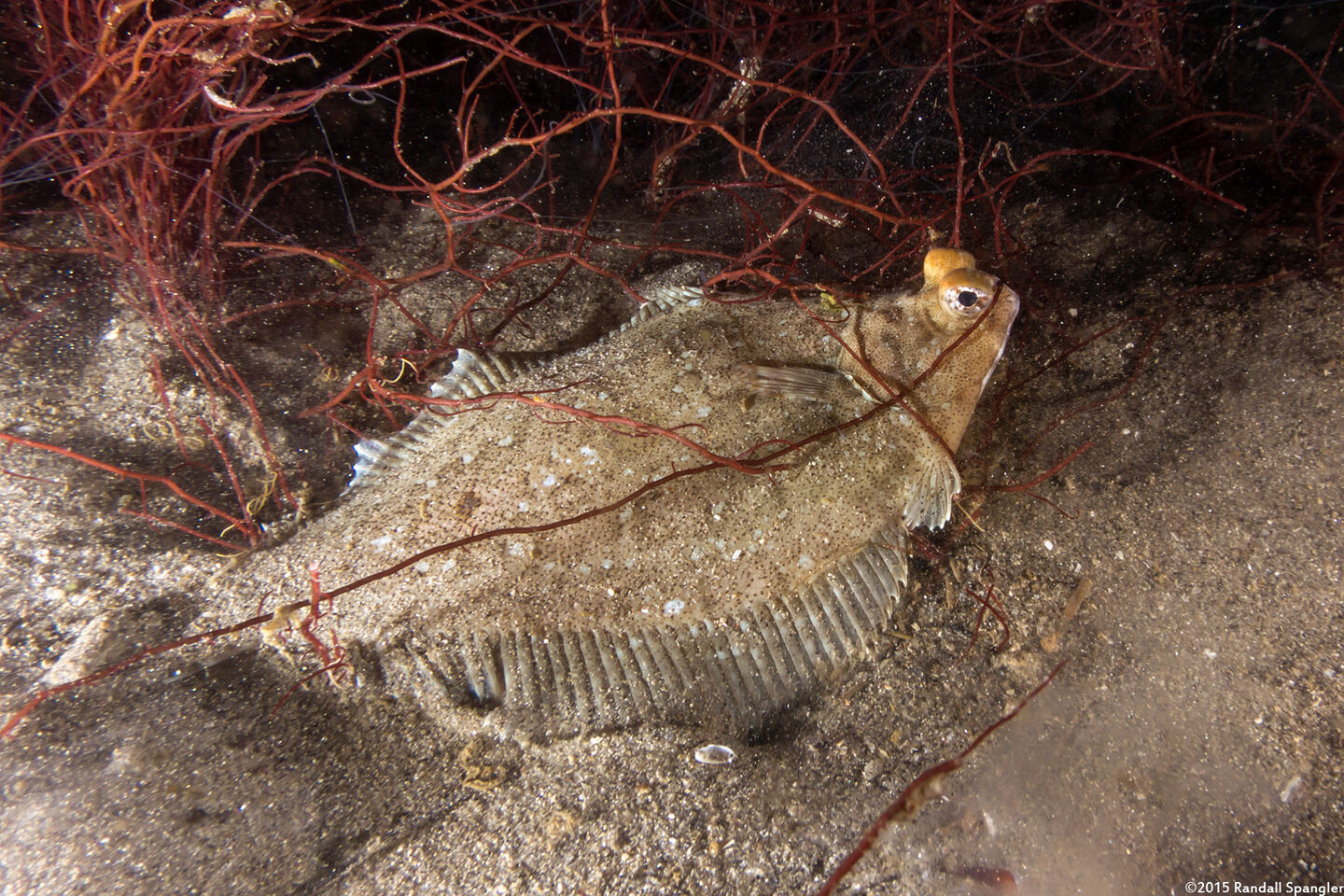Pleuronichthys coenosus (C-O Sole)