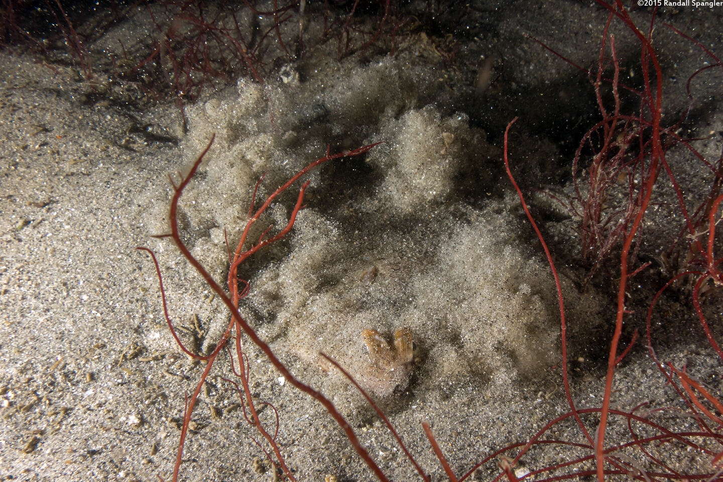 Pleuronichthys coenosus (C-O Sole); Flapping its fins to bury itself in sand