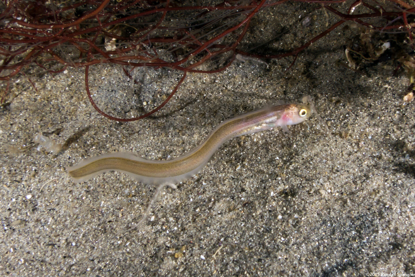 Ophidion scrippsae (Basketweave Cusk-Eel)