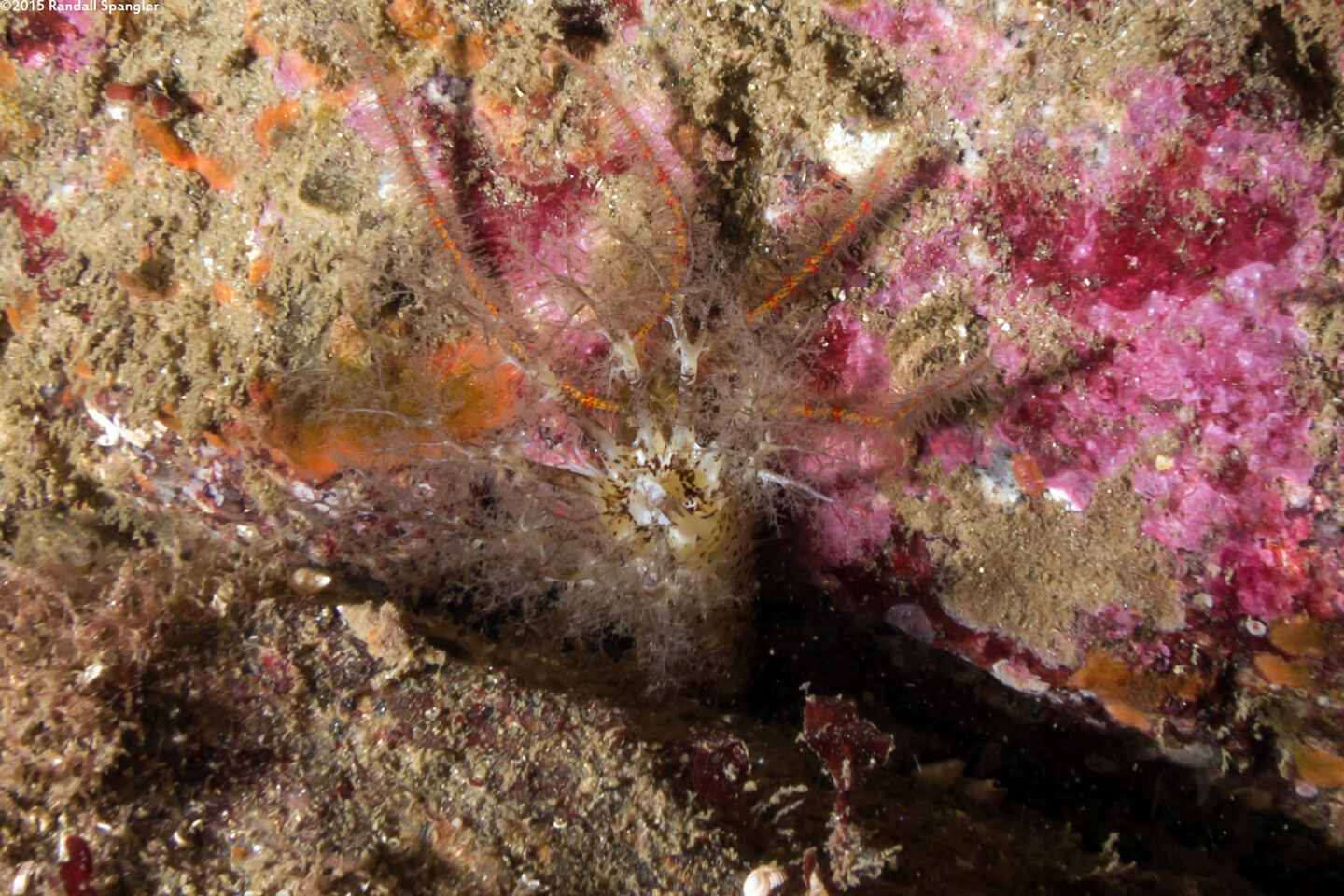 Cucumaria piperata (Peppered Sea Cucumber)