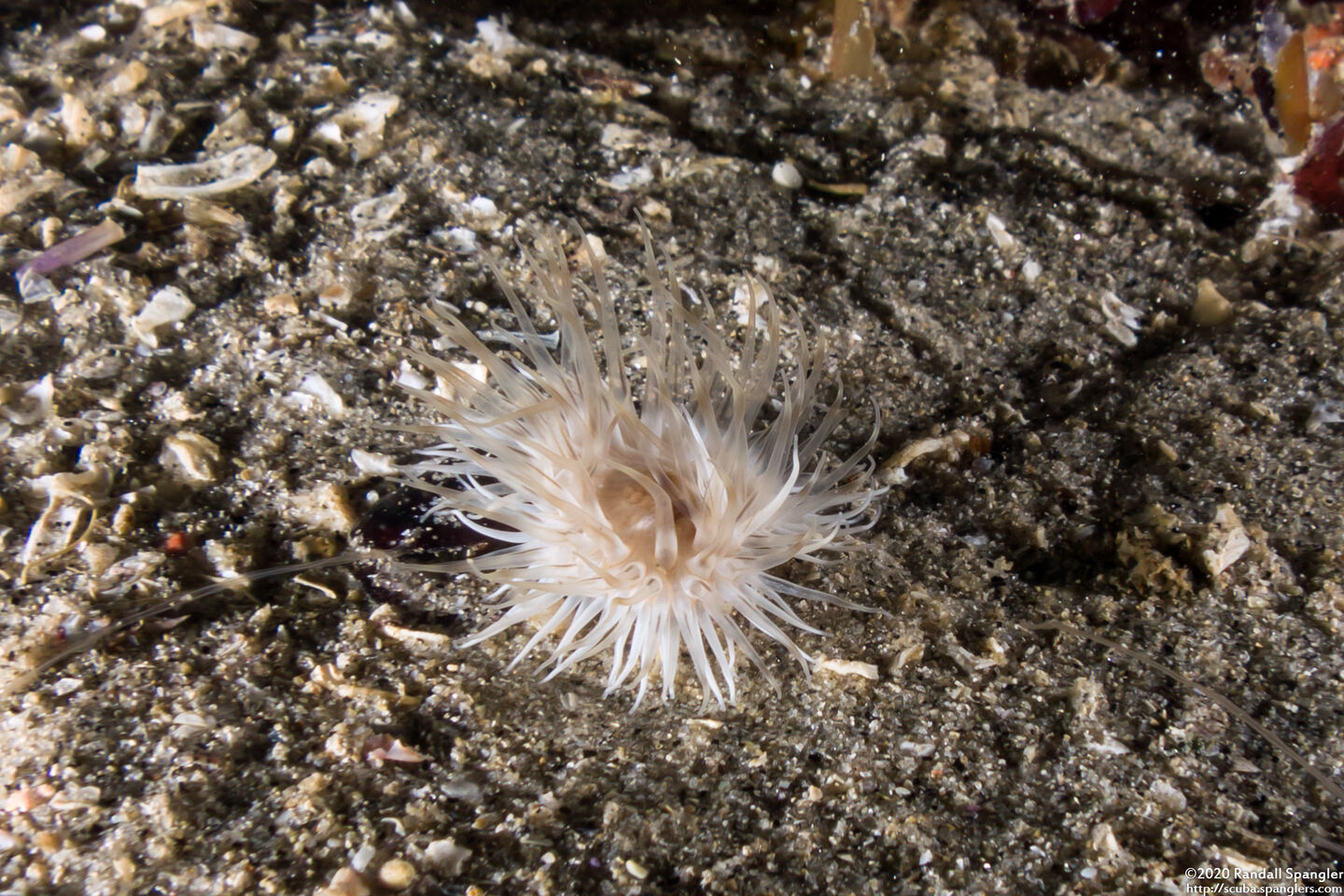 Diadumene leucolena (Ghost Anemone)