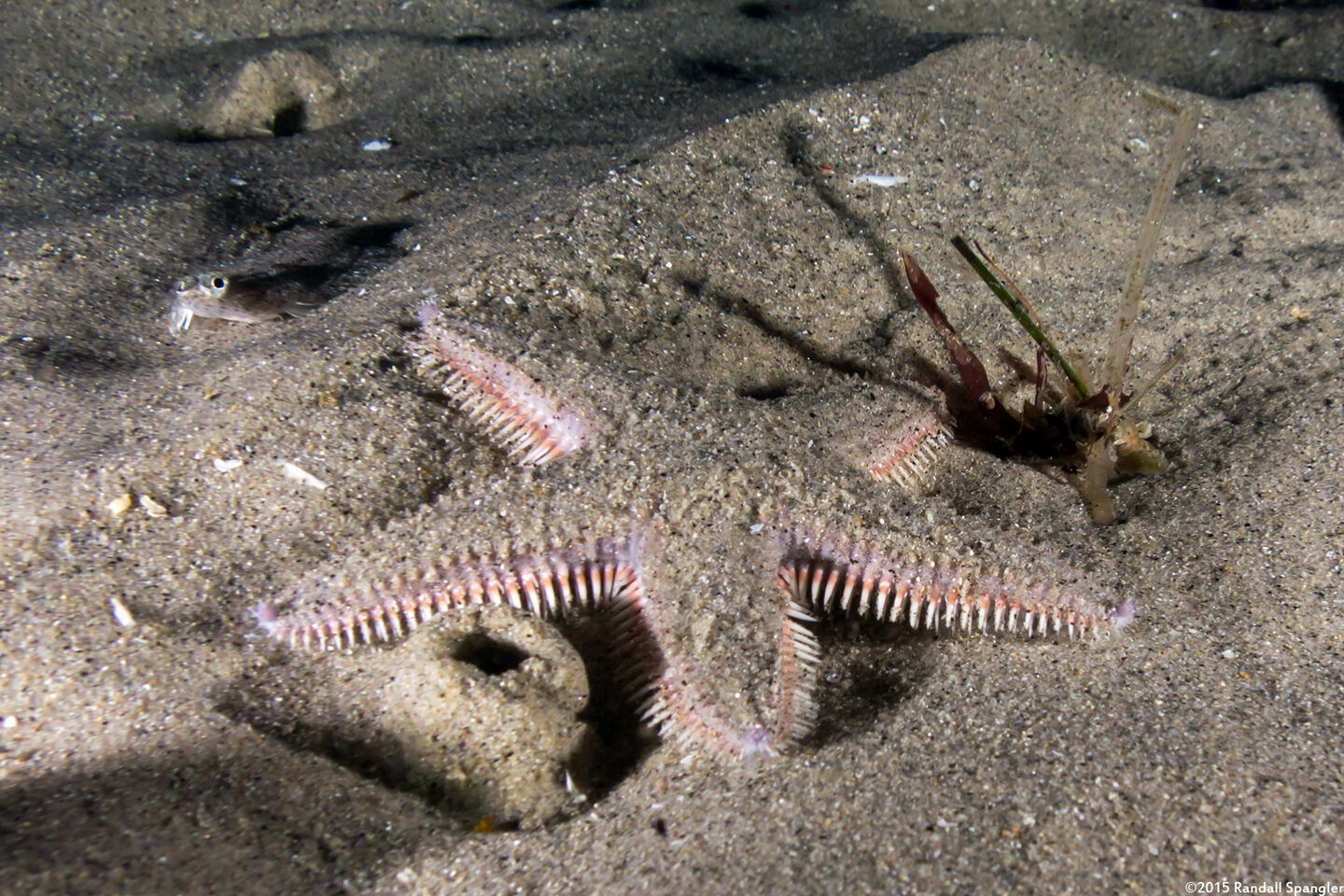 Astropecten armatus (Spiny Sand Star)