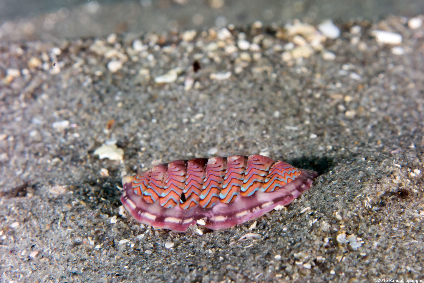 Tonicella lokii (Flame Lined Chiton)