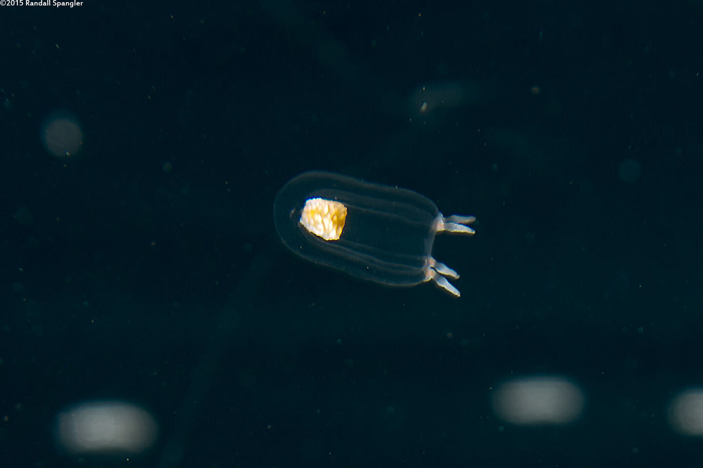 Euphysa japonica (Euphysa Japonica)