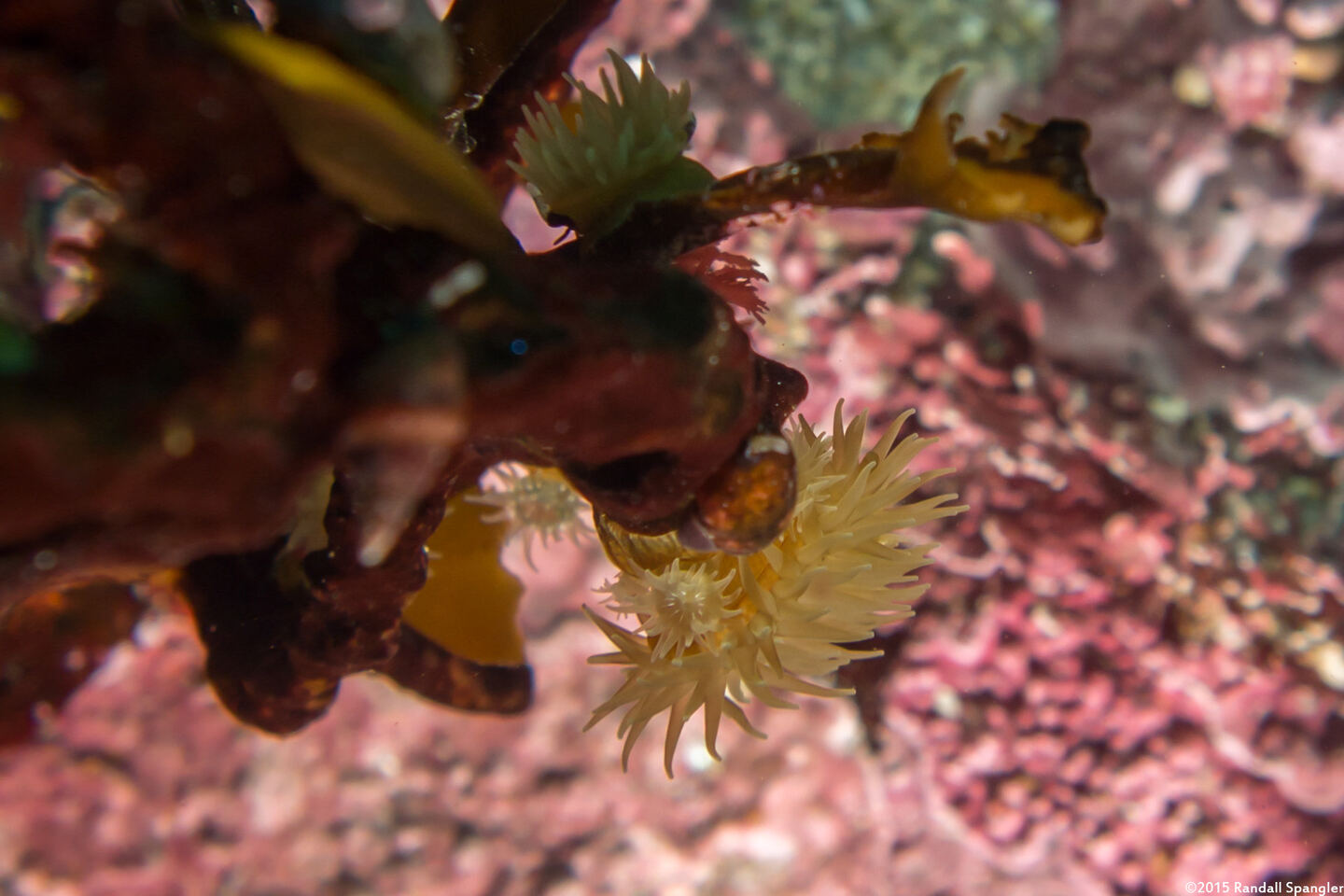 Epiactis prolifera (Proliferating Anemone)