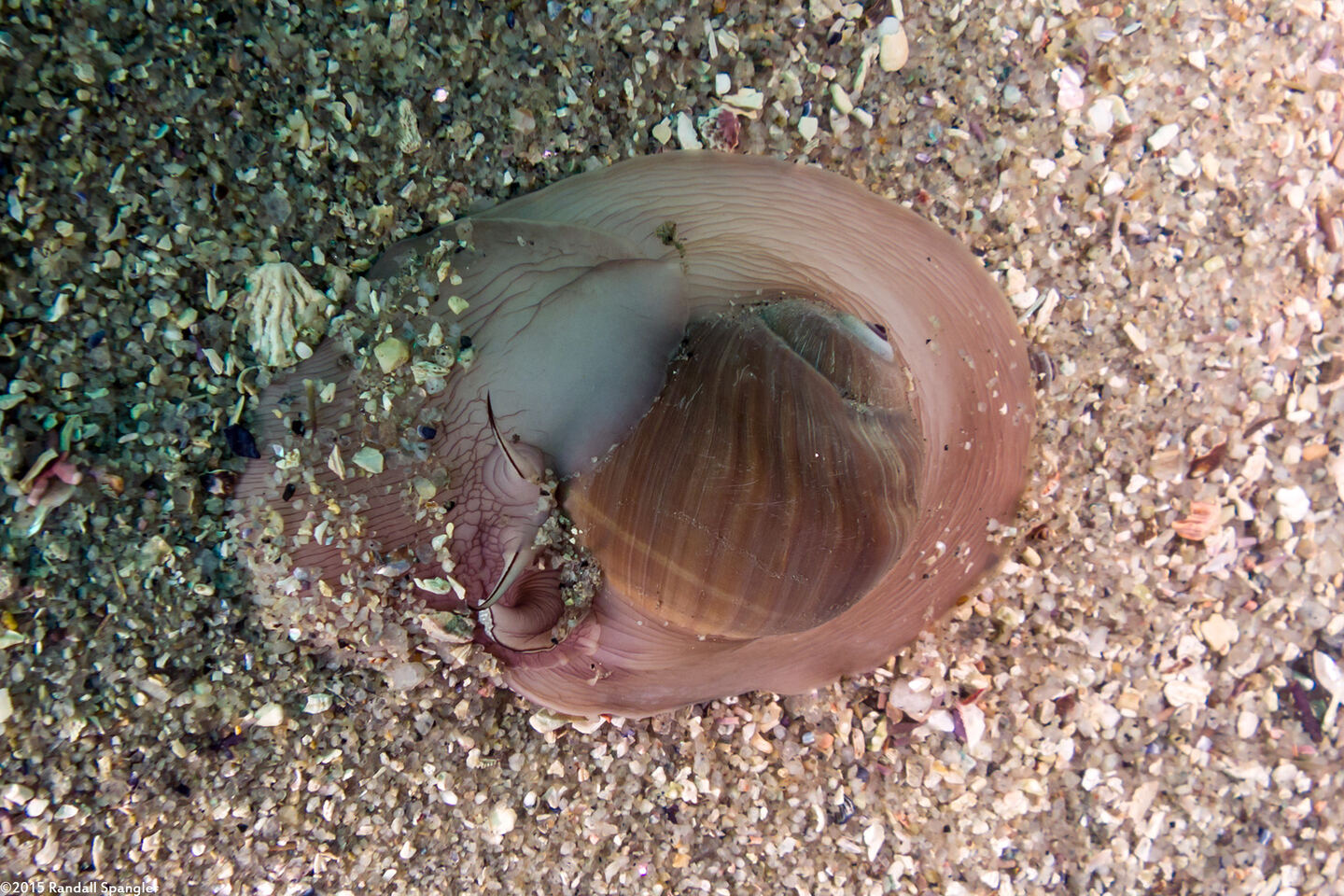 Neverita lewisii (Lewis's Moon Snail)