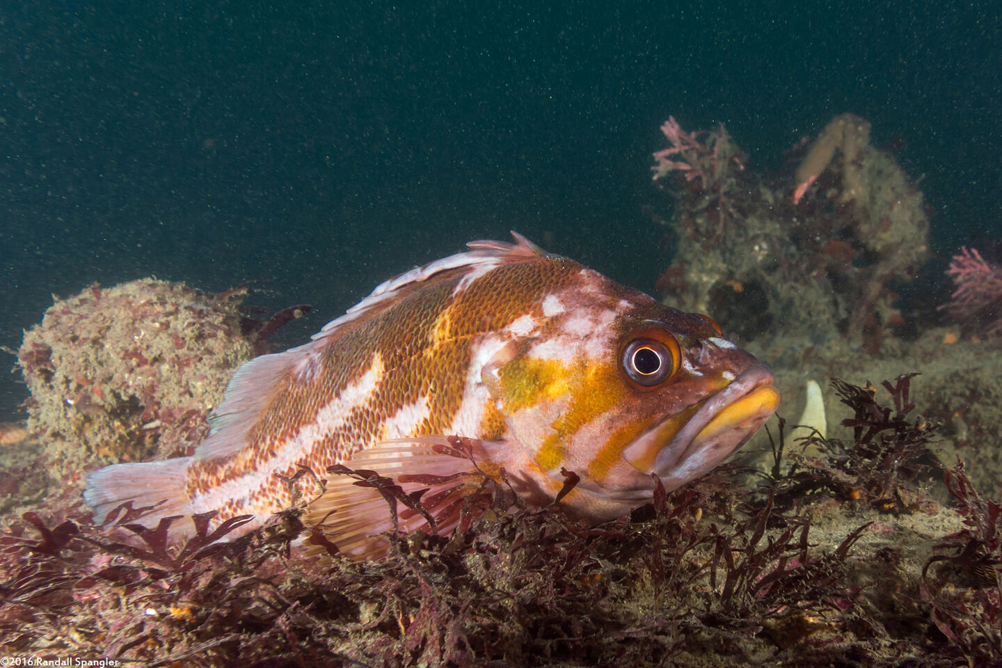 Sebastes caurinus (Copper Rockfish)