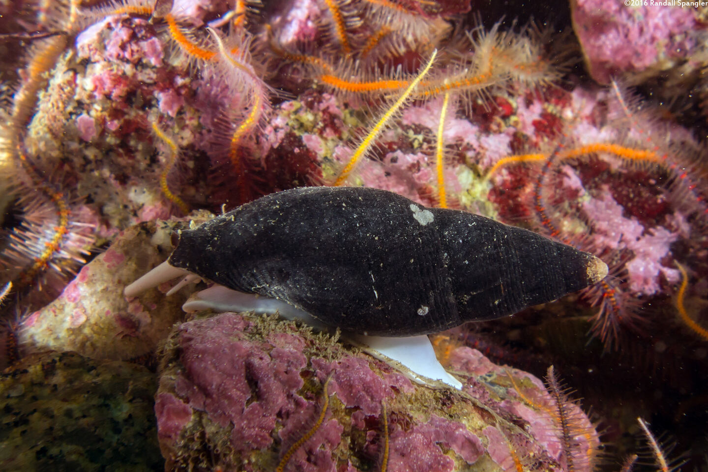 Atrimitra idae (Ida's Miter)