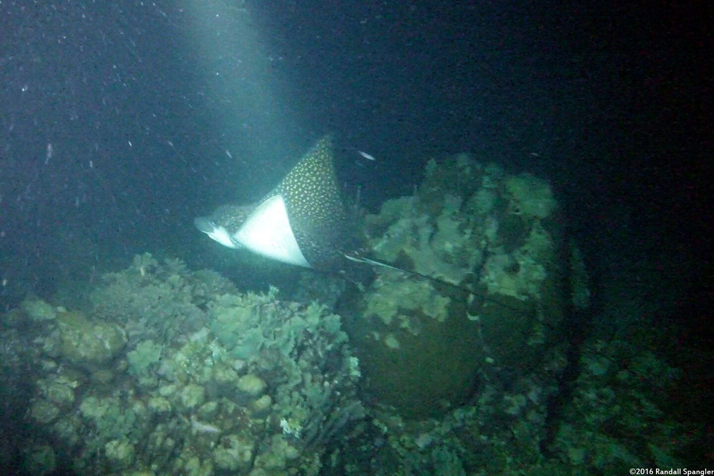Aetobatus narinari (Spotted Eagle Ray)