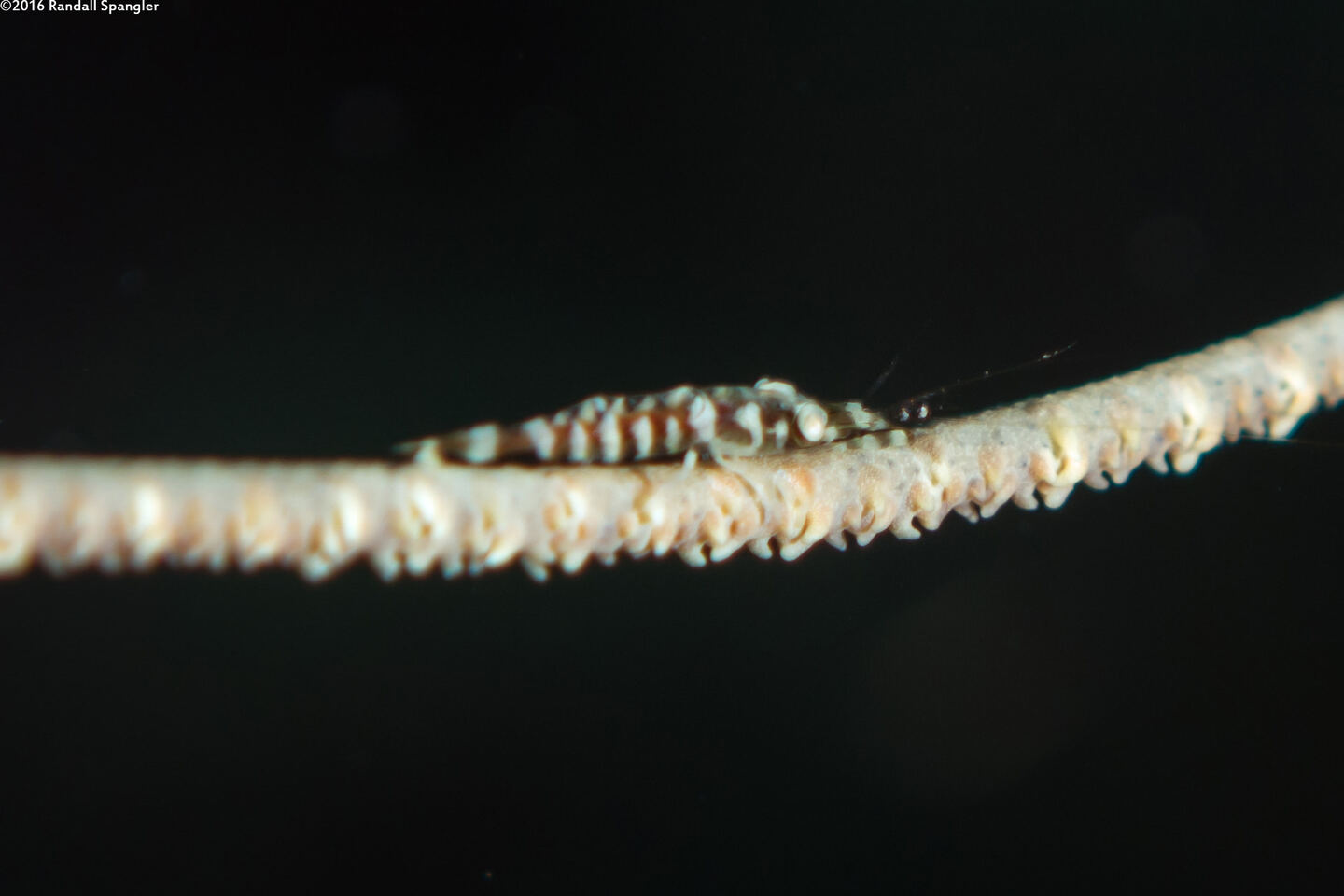 Pseudopontonides principis (Wire Coral Shrimp)