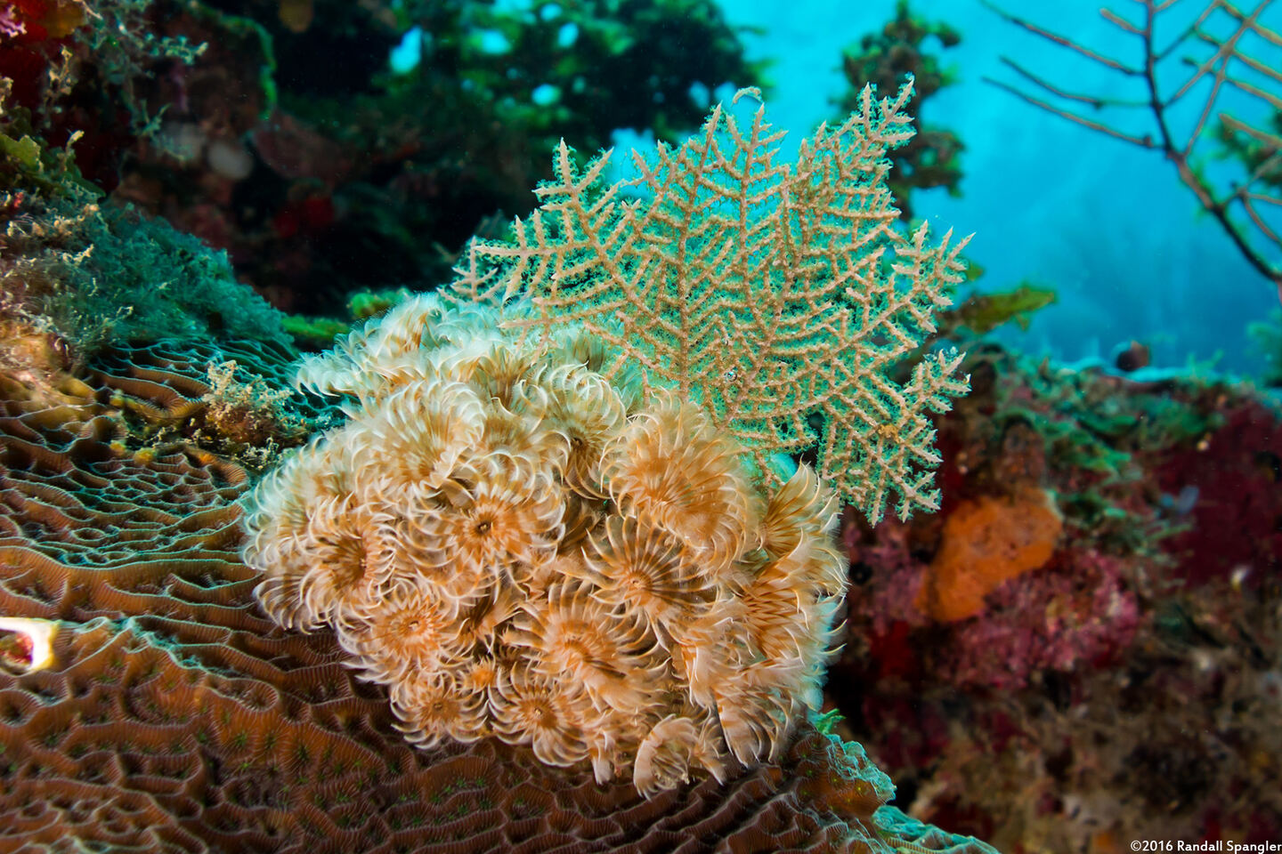 Bispira brunnea (Social Feather Duster)