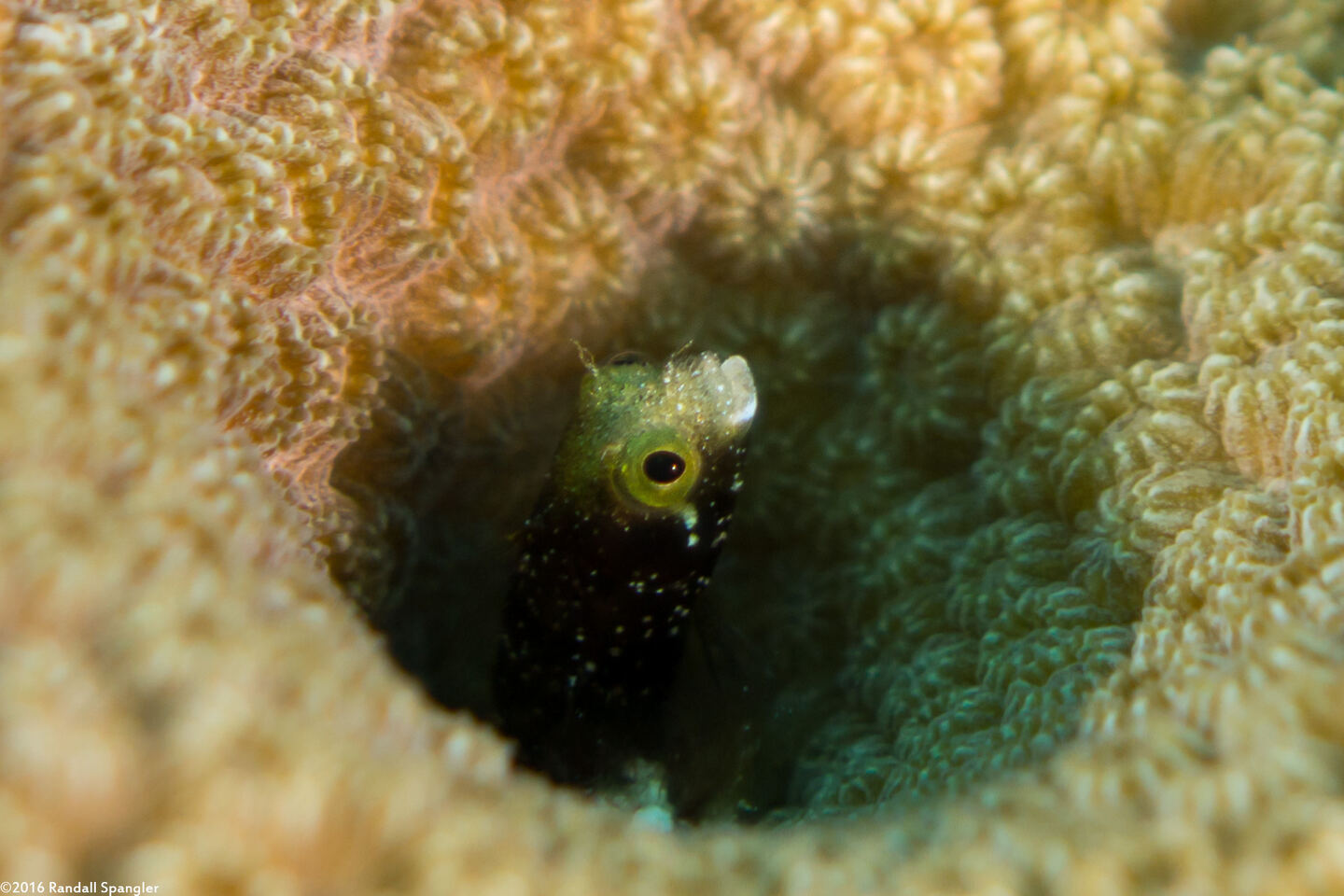 Acanthemblemaria spinosa (Spinyhead Blenny)