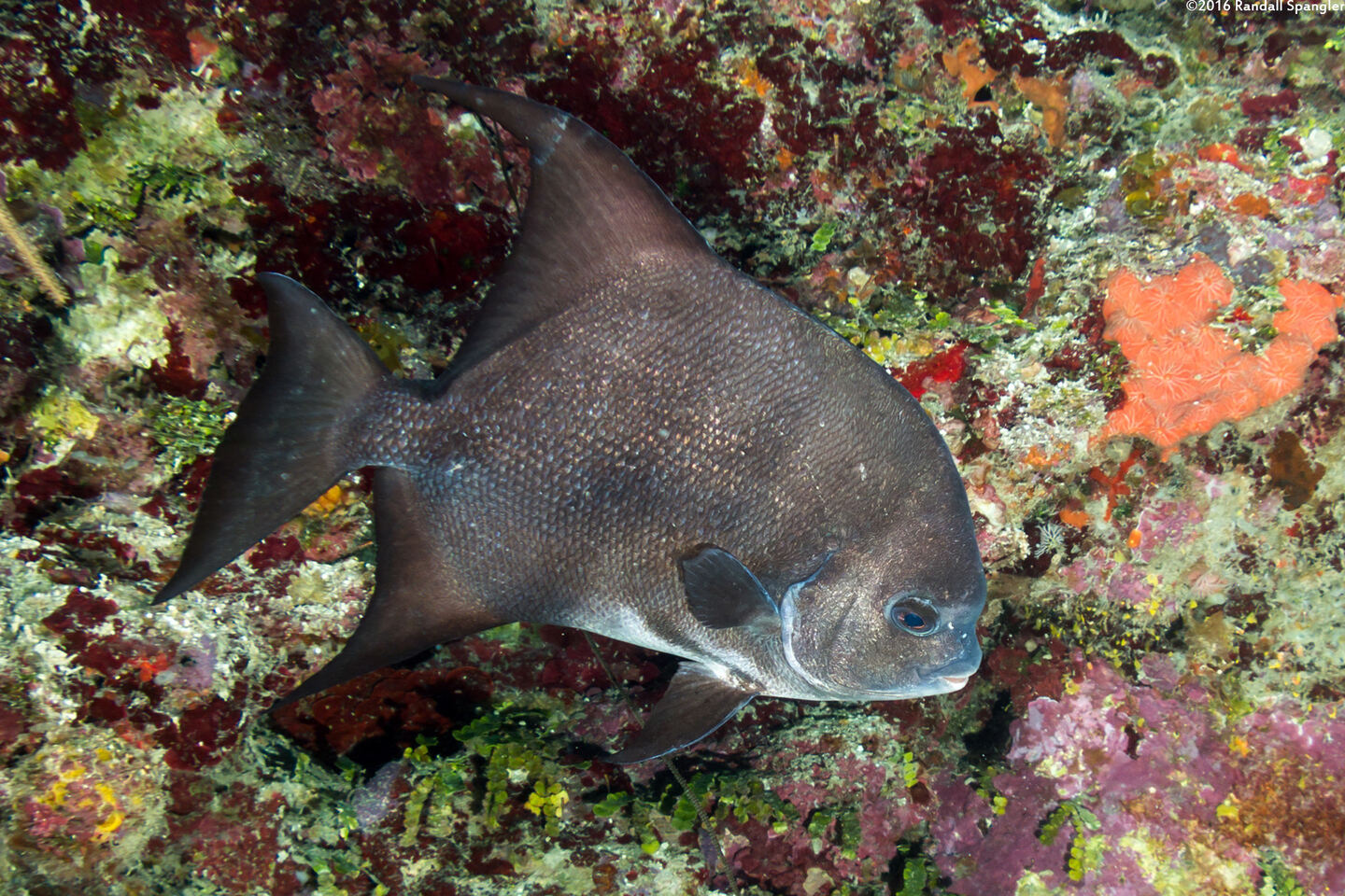 Chaetodipterus faber (Atlantic Spadefish)