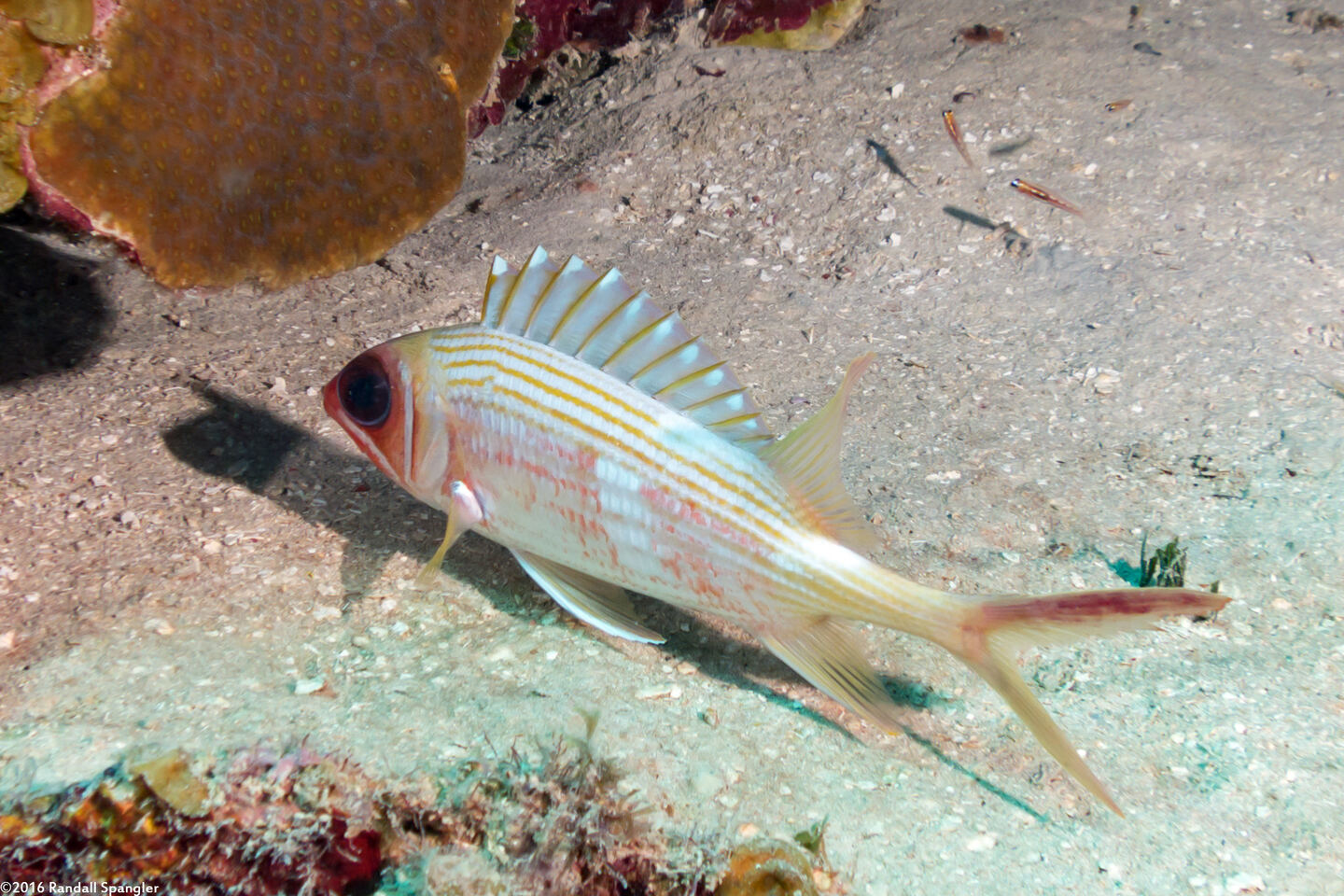 Holocentrus rufus (Longspine Squirrelfish)