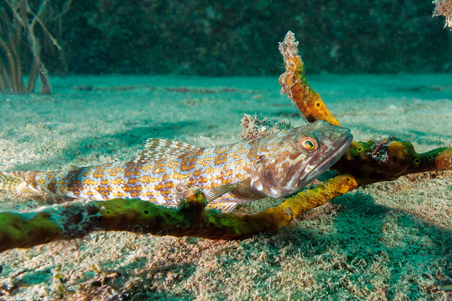 Synodus intermedius (Sand Diver)