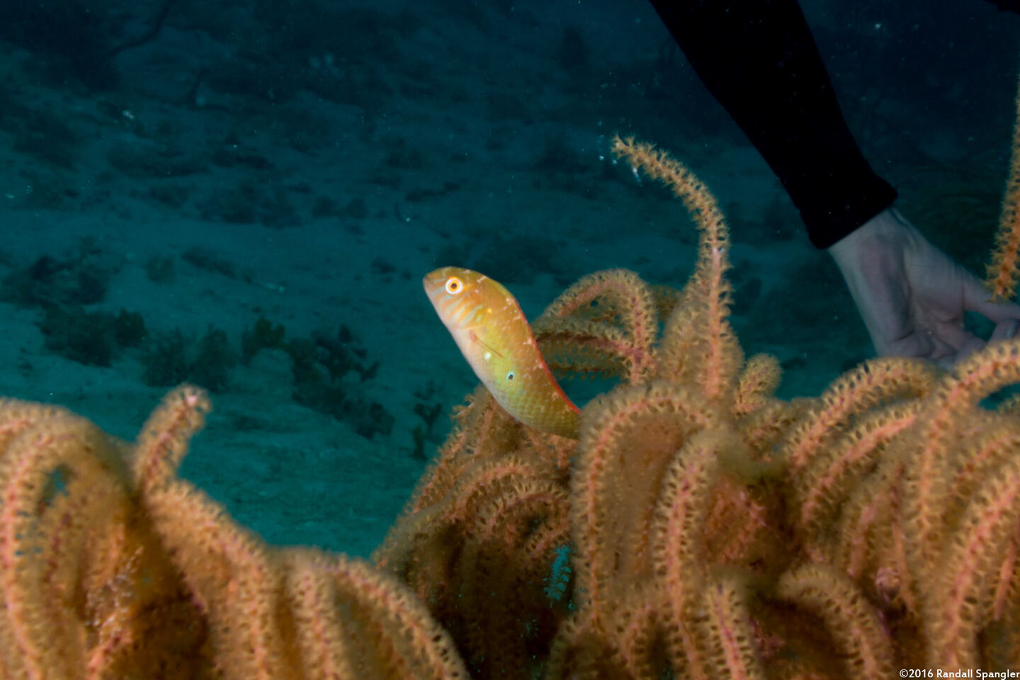 Xyrichtys splendens (Green Razorfish)