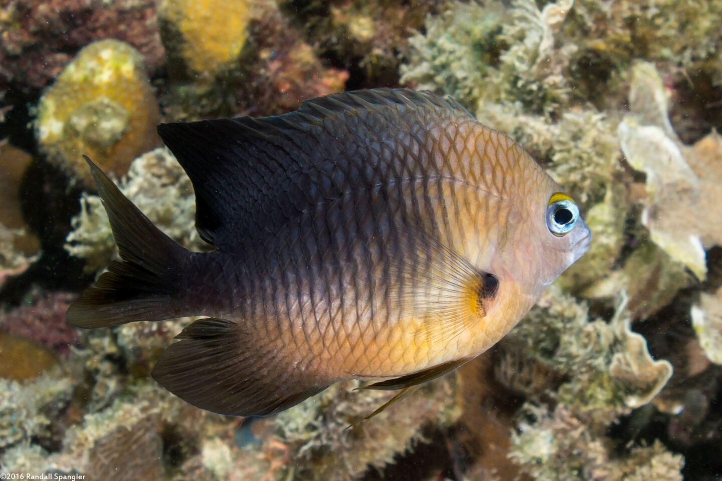 Stegastes planifrons (Threespot Damselfish)