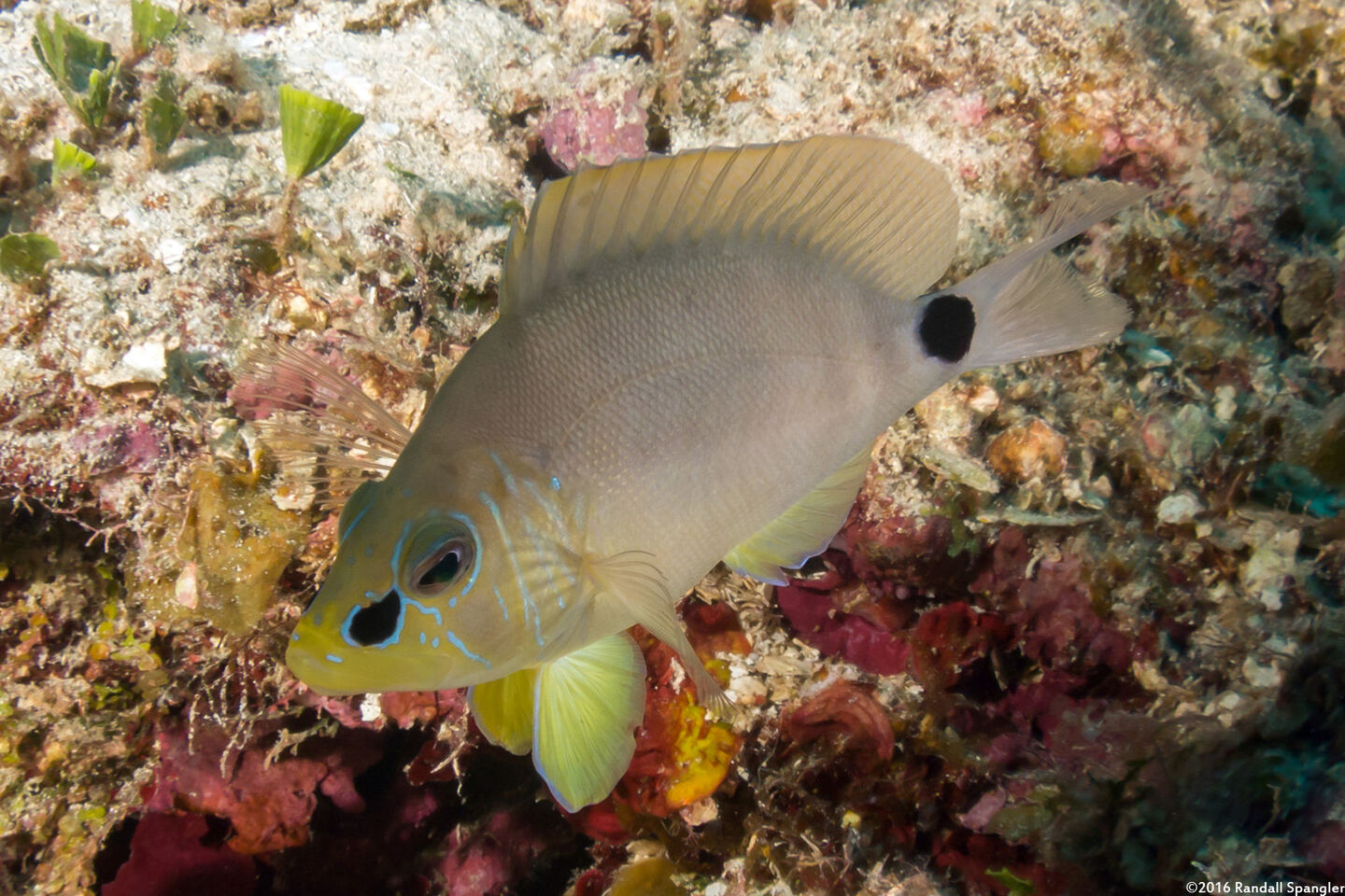 Hypoplectrus unicolor (Butter Hamlet)