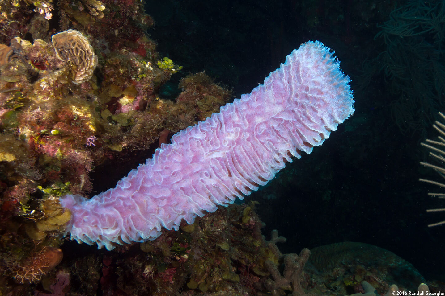 Callyspongia plicifera (Azure Vase Sponge)
