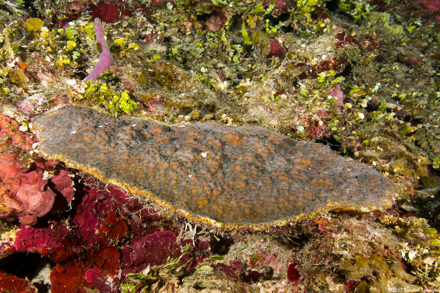 Montastraea cavernosa (Great Star Coral)