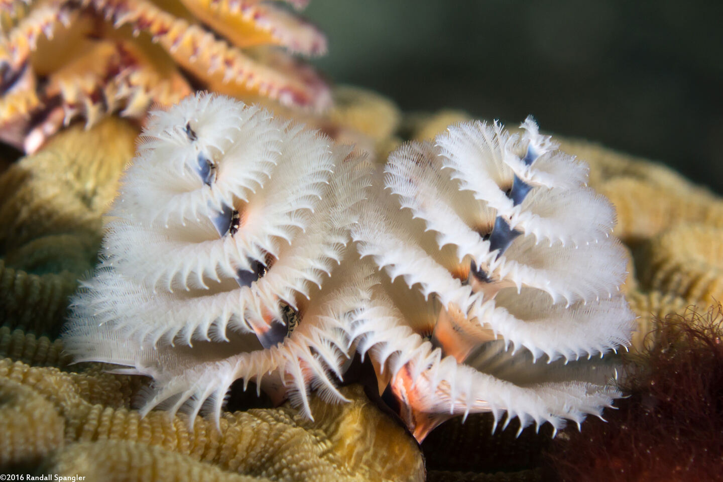 Spirobranchus giganteus (Christmas Tree Worm)