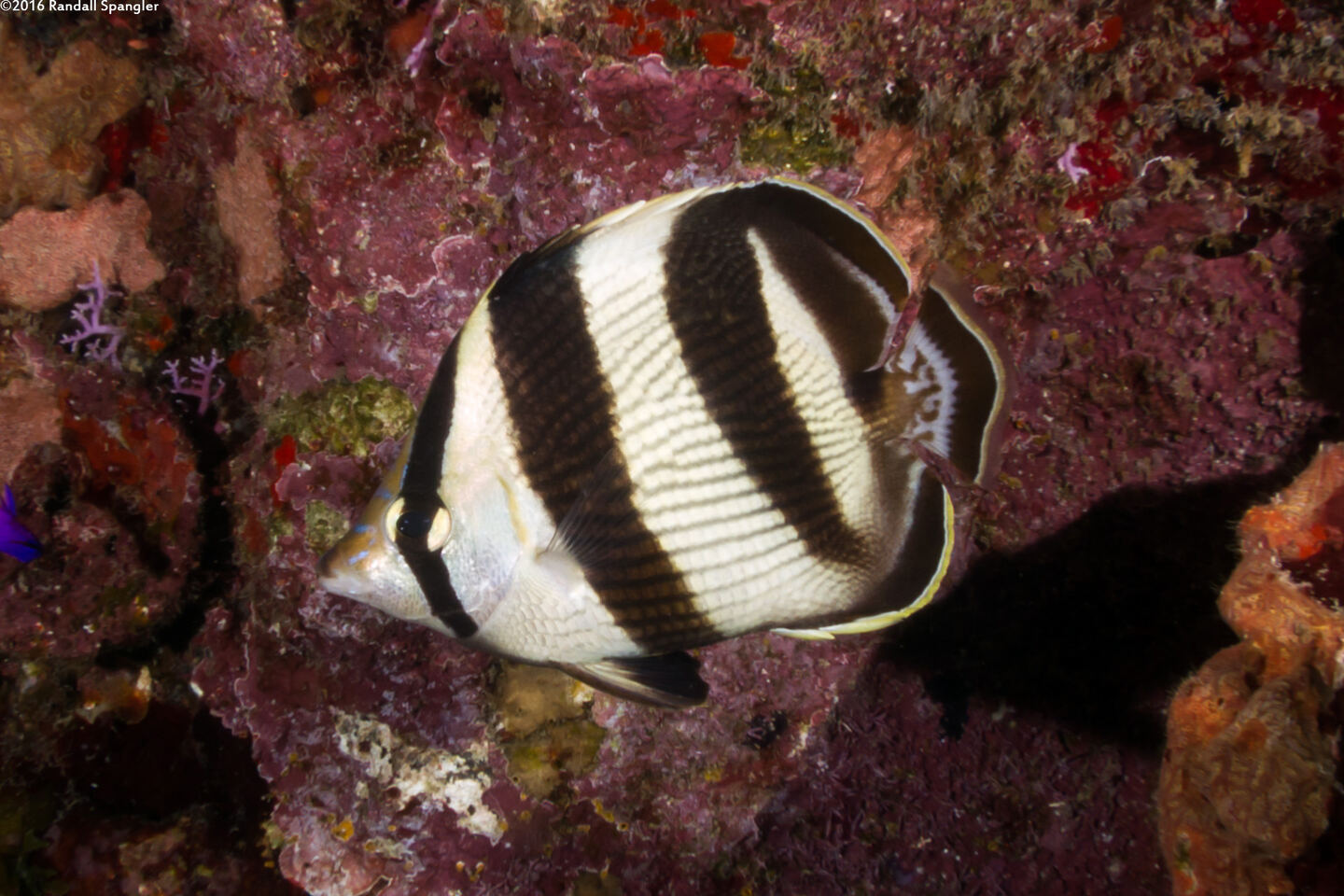 Chaetodon striatus (Banded Butterflyfish)