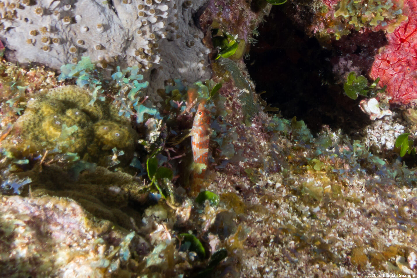 Malacoctenus triangulatus (Saddled Blenny)