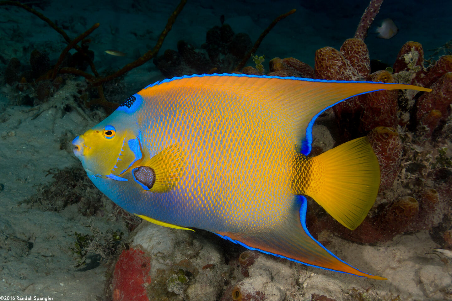 Holacanthus ciliaris (Queen Angelfish)