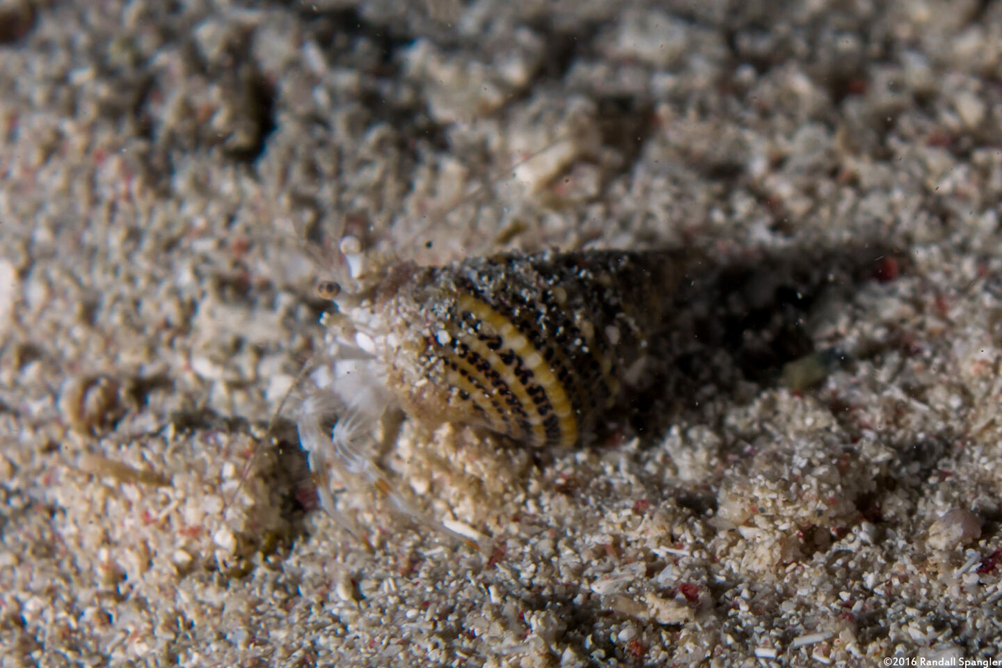 Iridopagurus reticulatus (Reticulated Hermit Crab)