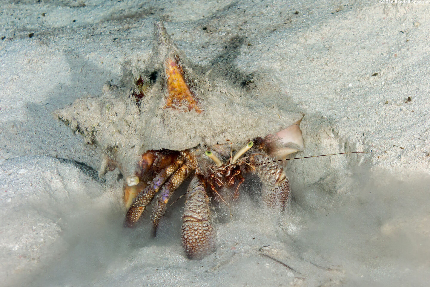 Petrochirus diogenes (Giant Hermit Crab)
