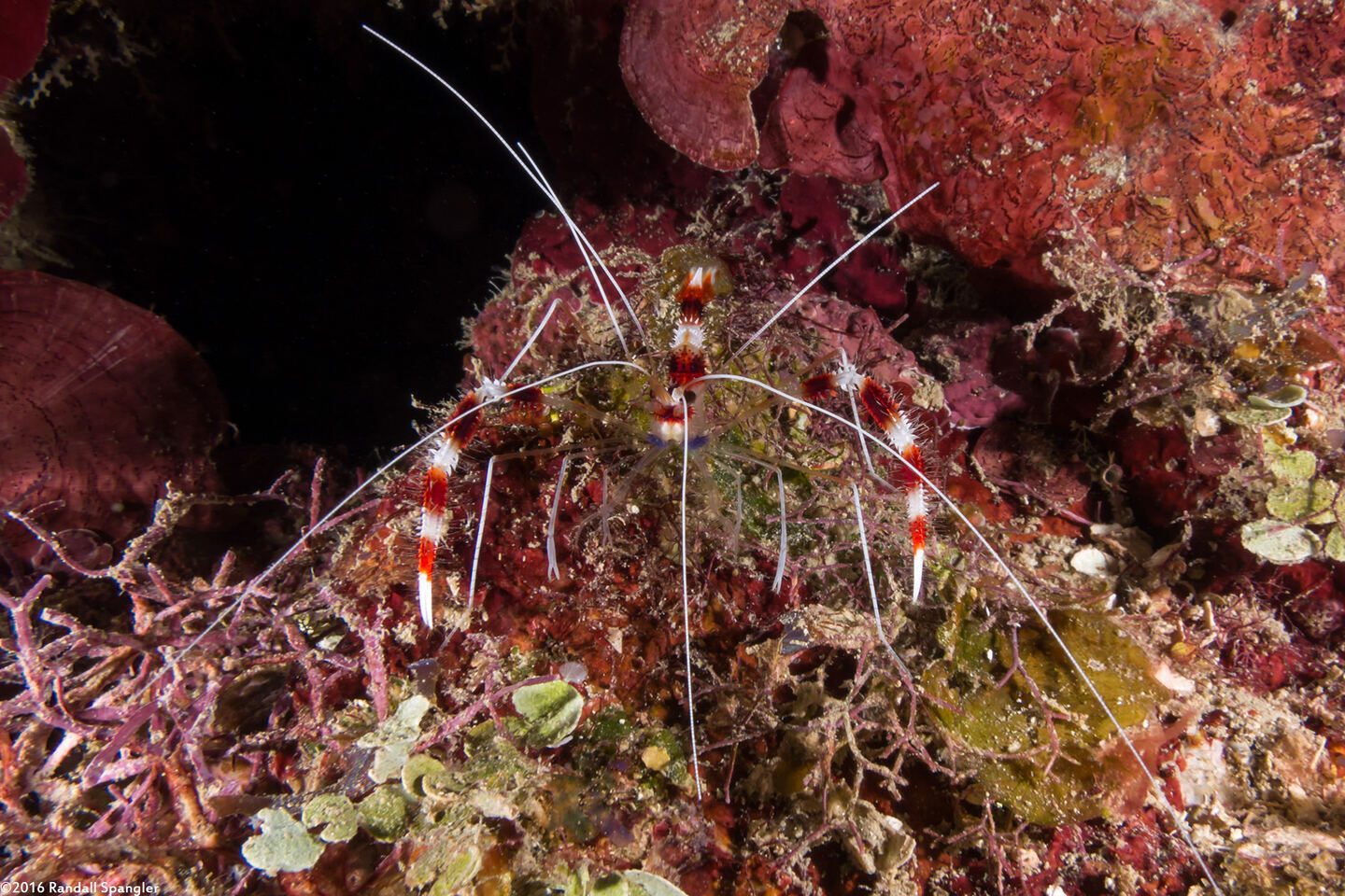 Stenopus hispidus (Banded Coral Shrimp)